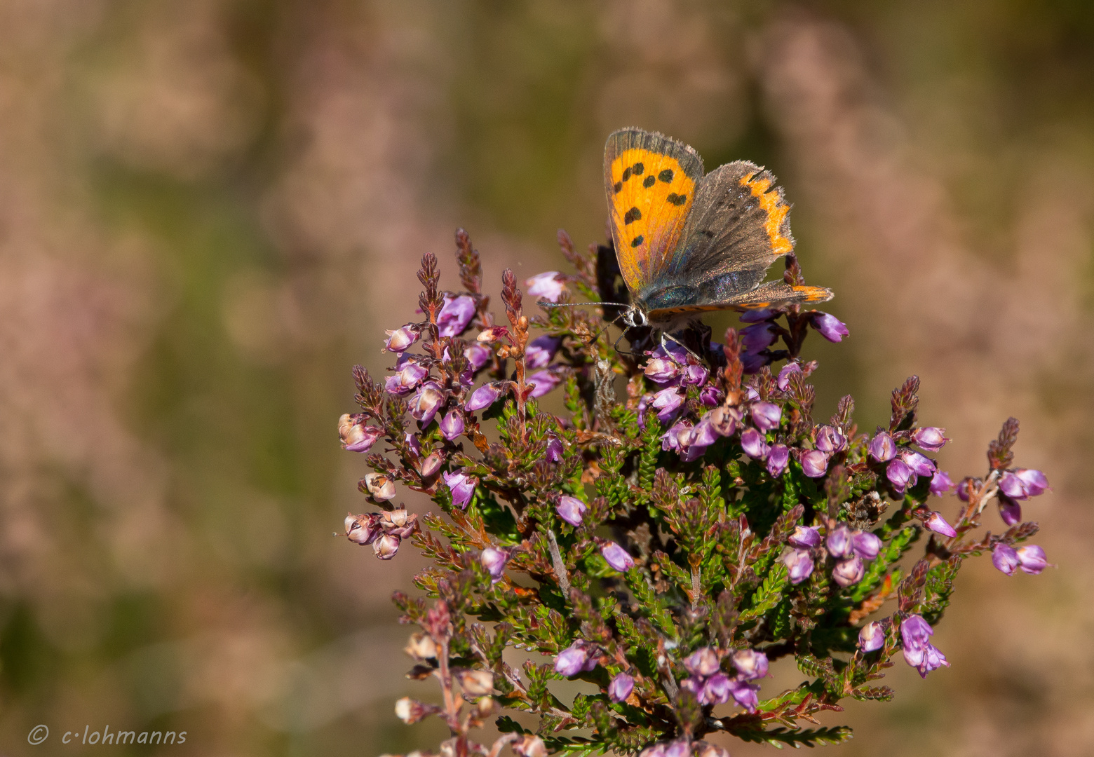 Herbstfarben 