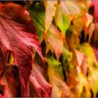 Herbstfarben