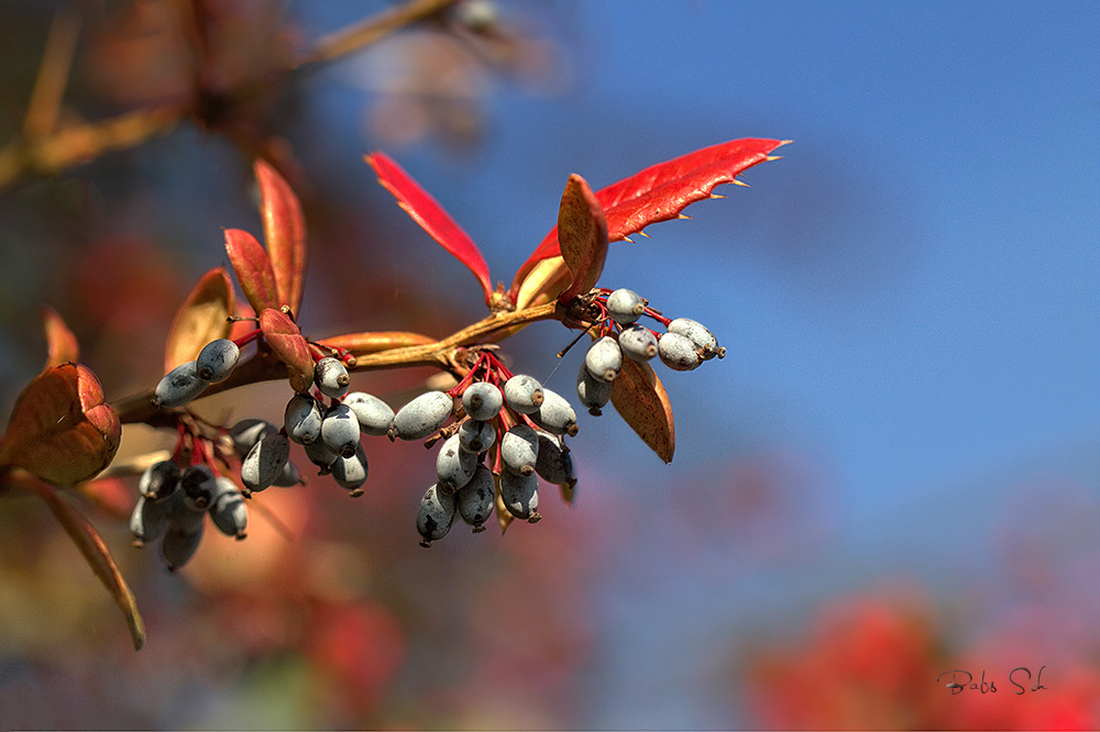 Herbstfarben...