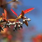 Herbstfarben...