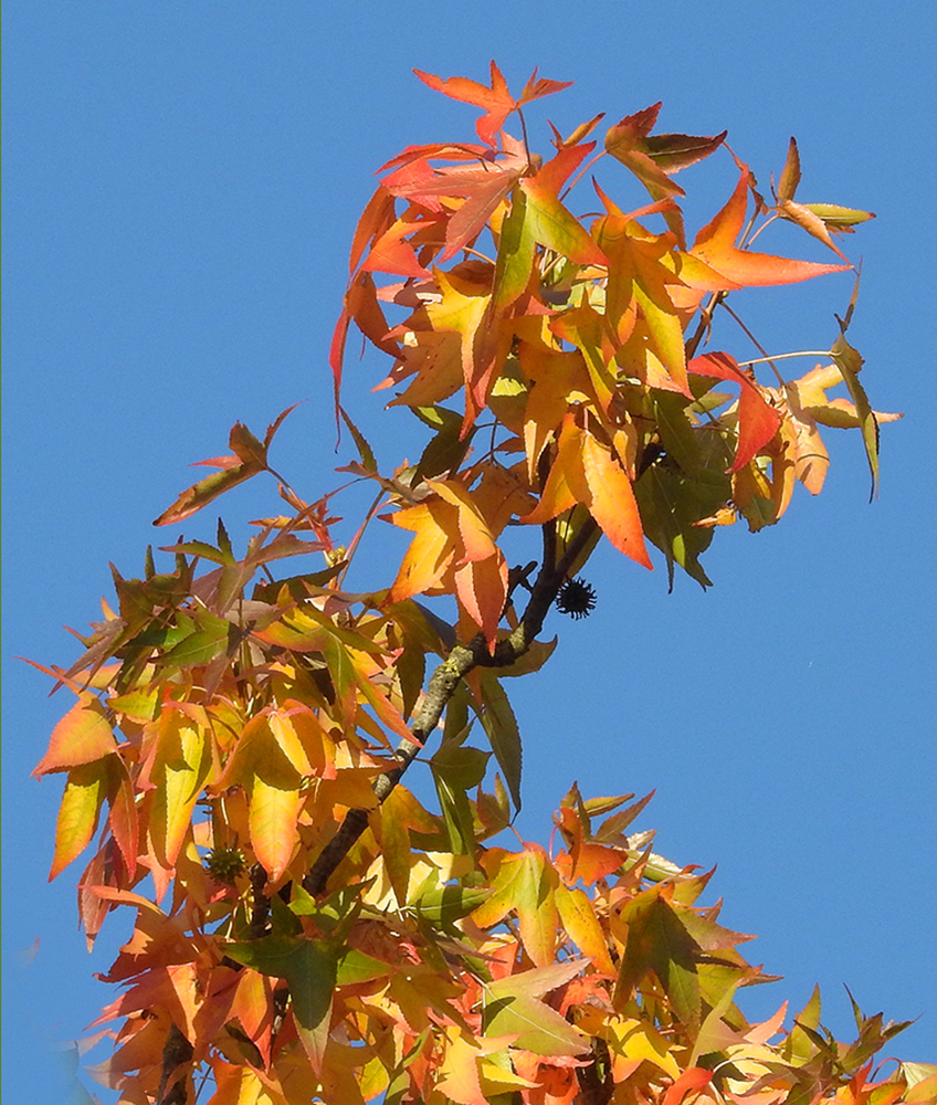 Herbstfarben