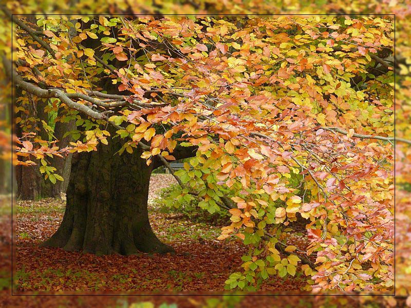 Herbstfarben