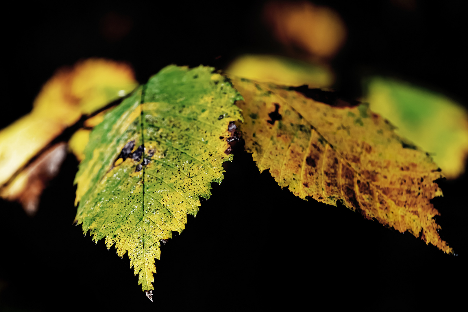 Herbstfarben