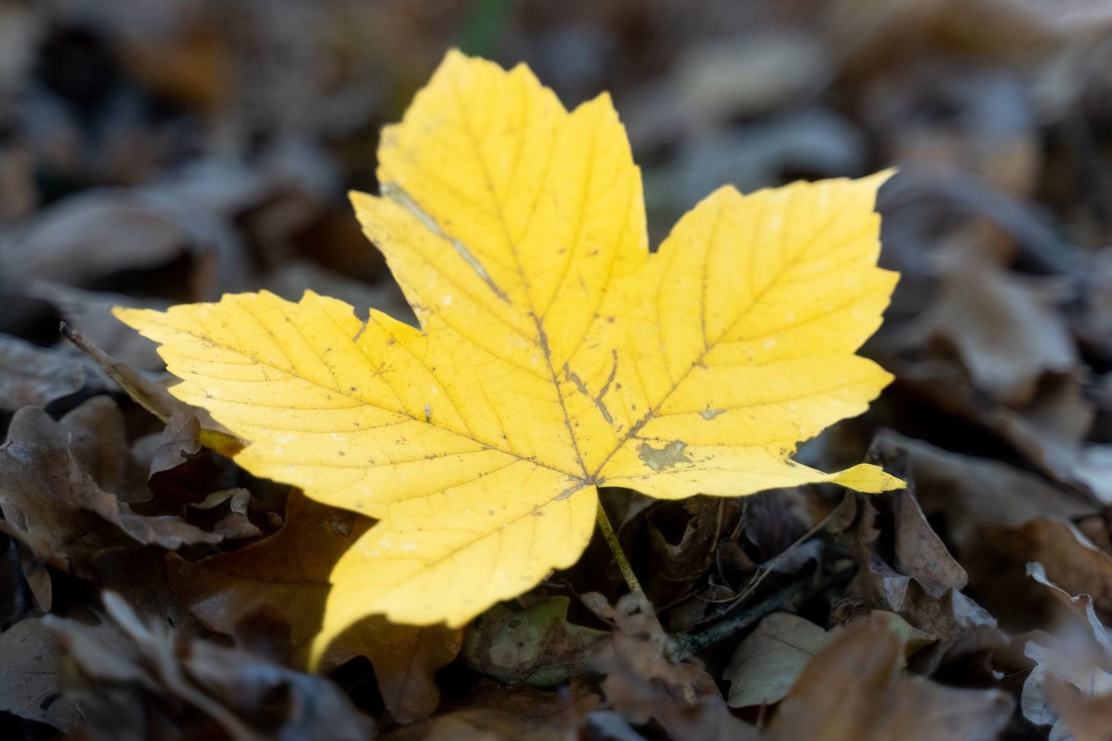 Herbstfarben