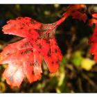 Herbstfarben