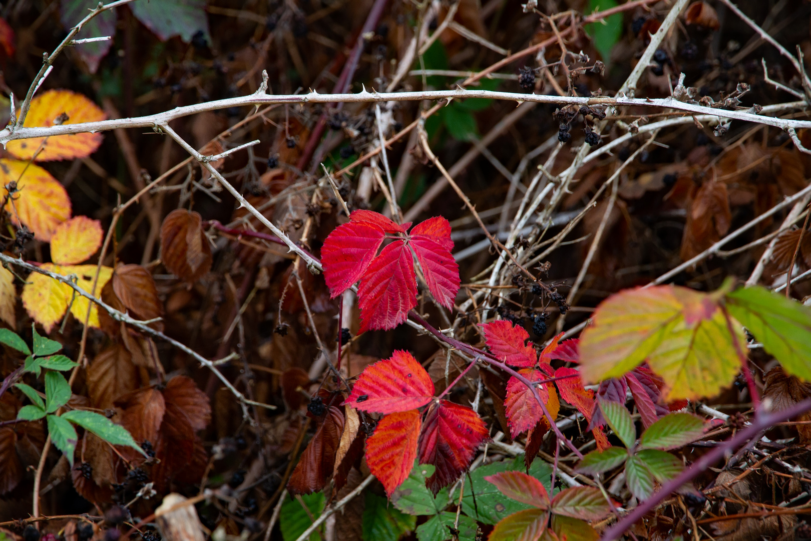 Herbstfarben