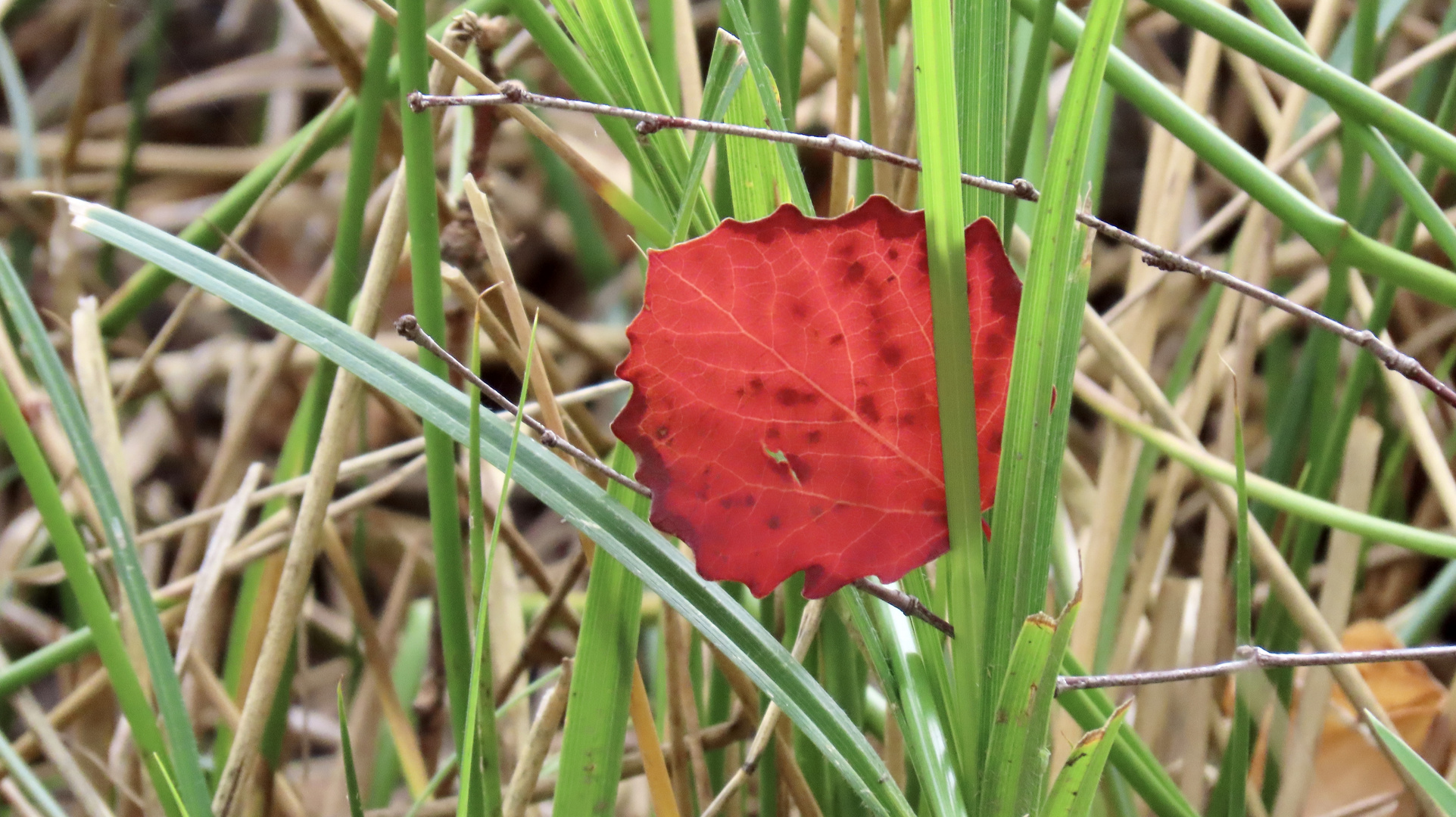 Herbstfarben..........