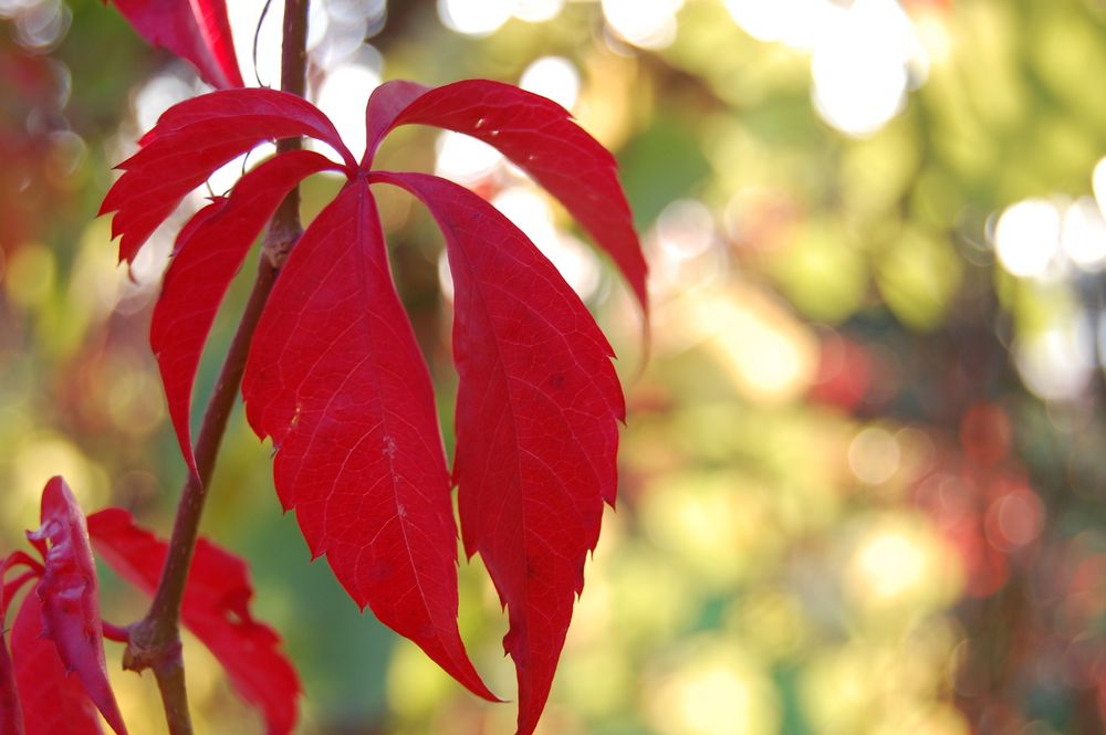 Herbstfarben