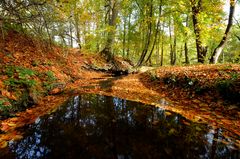 Herbstfarben...