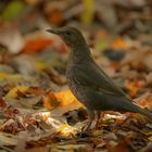 Herbstfarben 