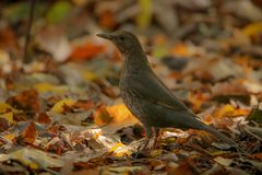 Herbstfarben 