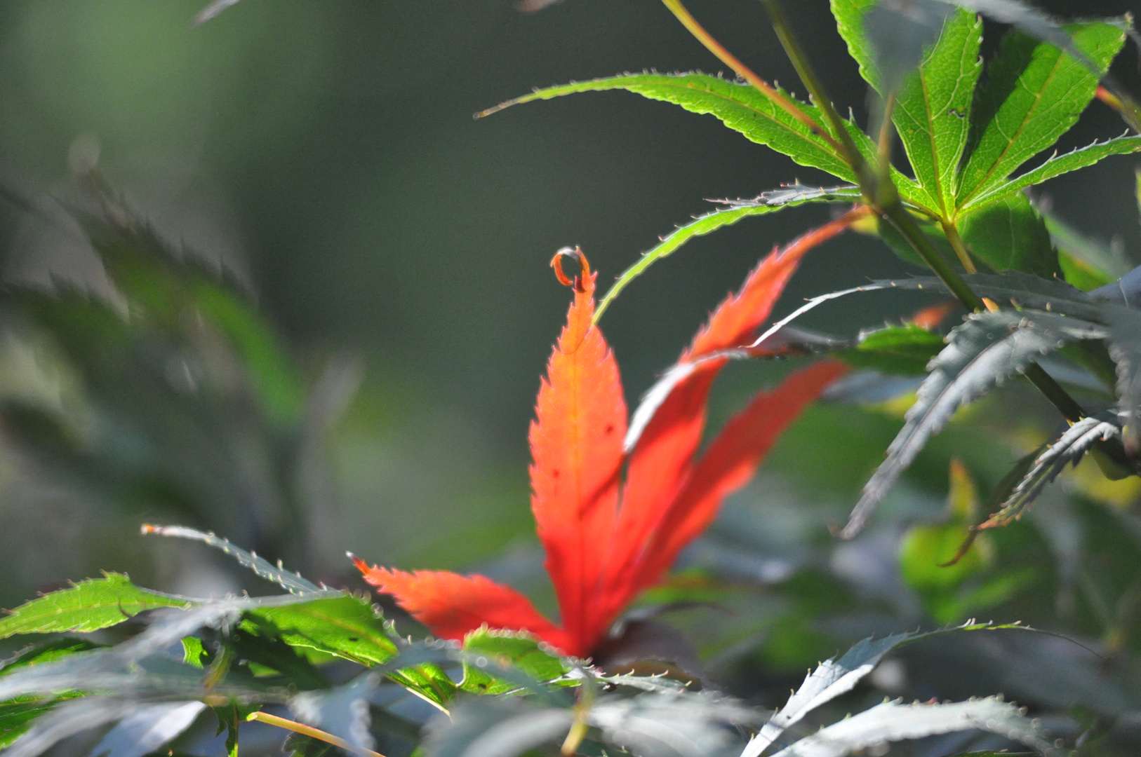 Herbstfarben