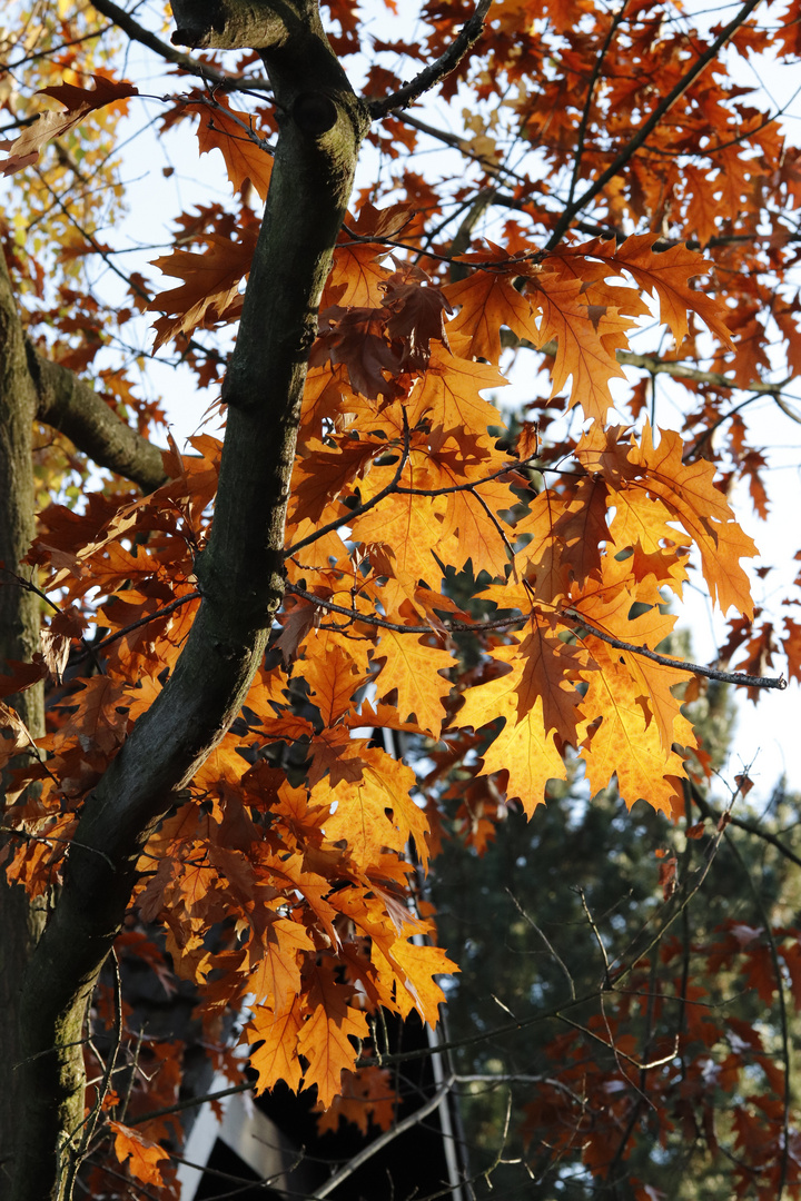 Herbstfarben