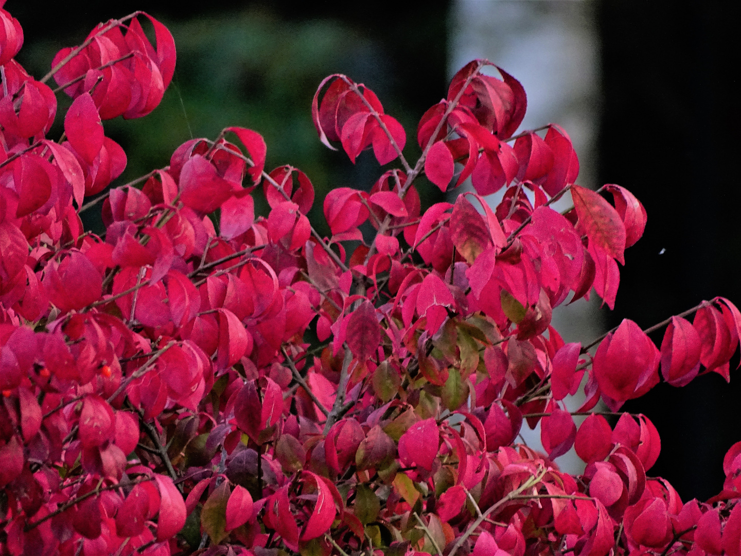 Herbstfarben