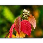 Herbstfarben 