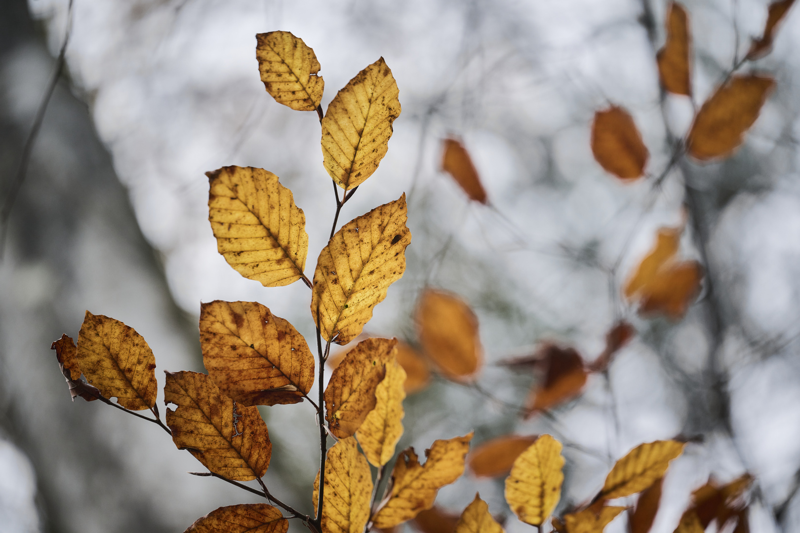 Herbstfarben