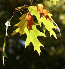 Herbstfarben