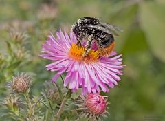 Herbstfarben 