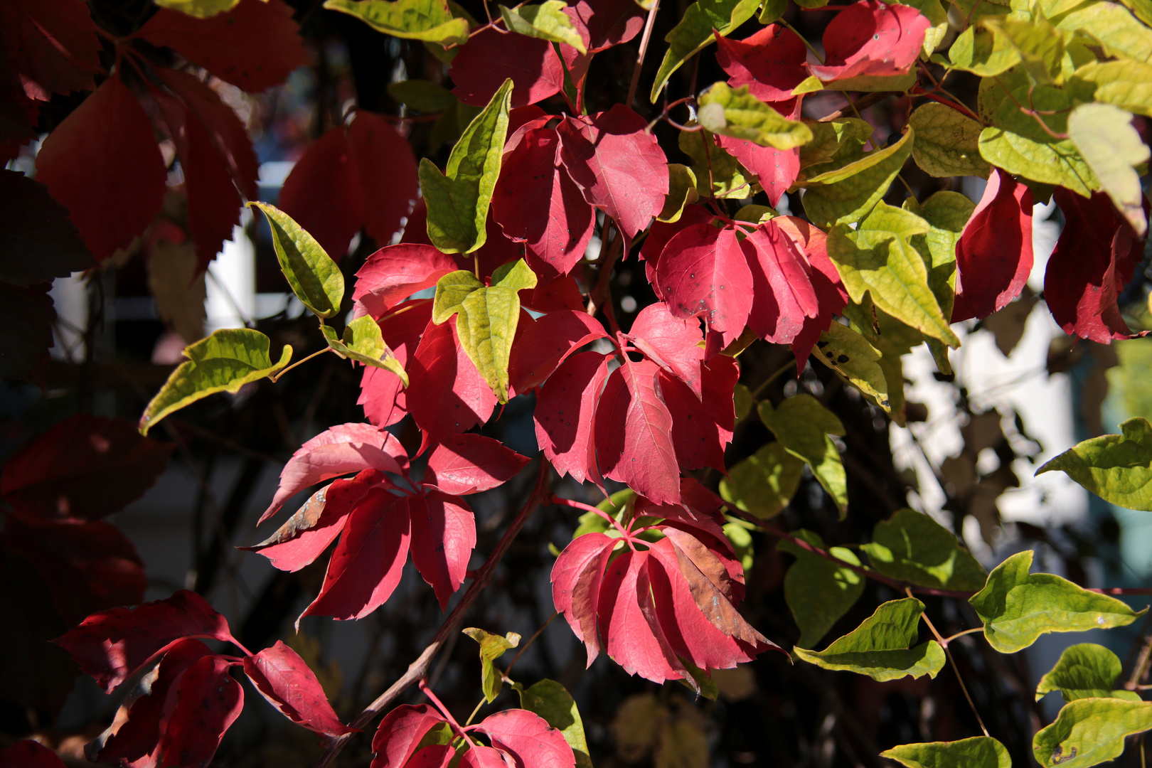 Herbstfarben