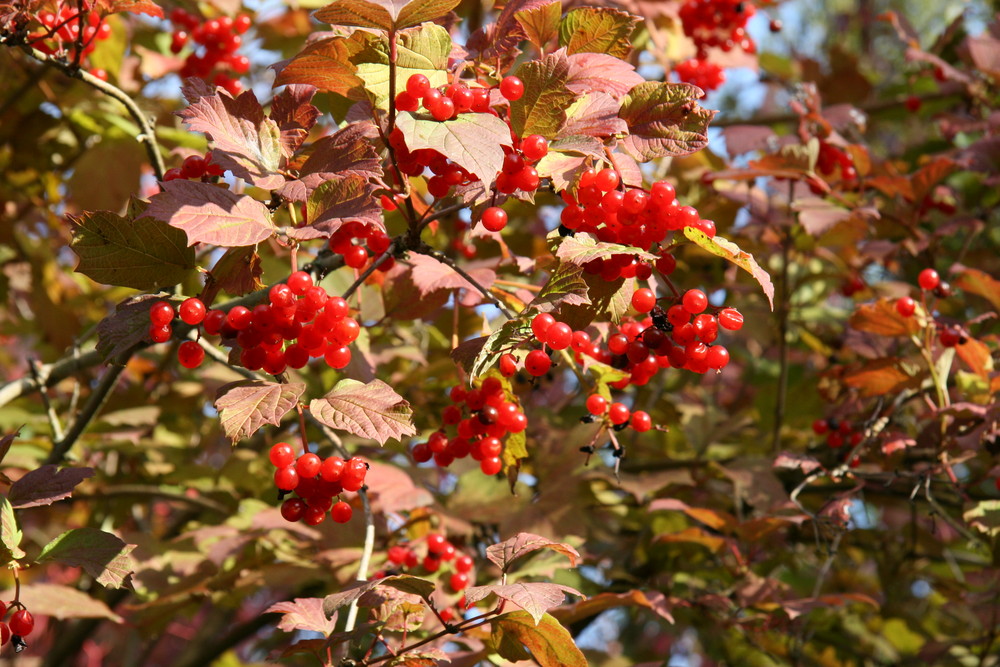 Herbstfarben