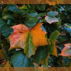 Herbstfarben ..... 