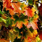 Herbstfarben