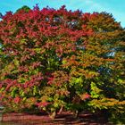 Herbstfarben