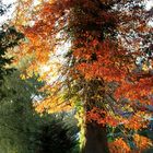 Herbstfarben 7