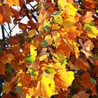 HerbstFarben 7