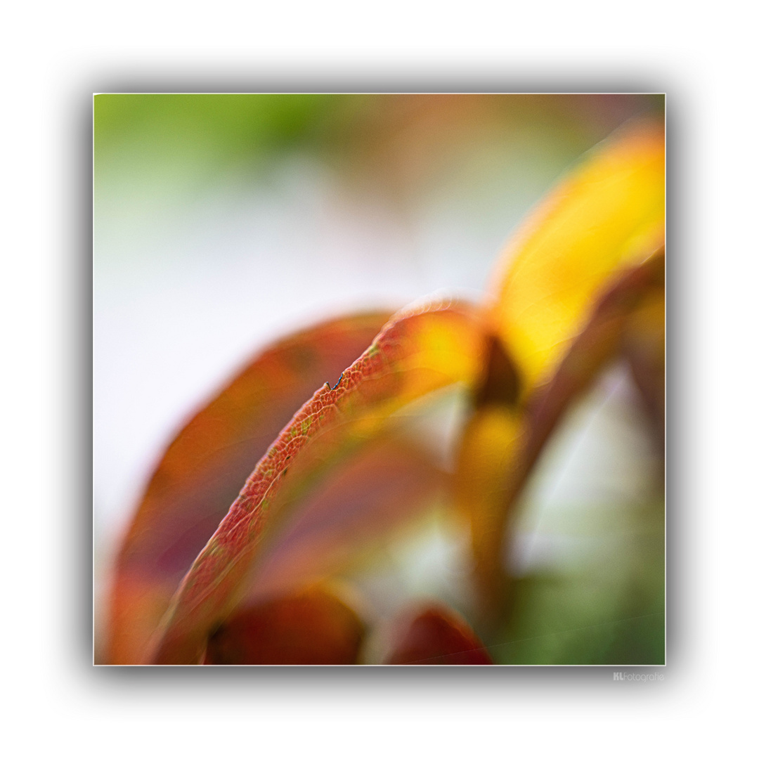 Herbstfarben 7