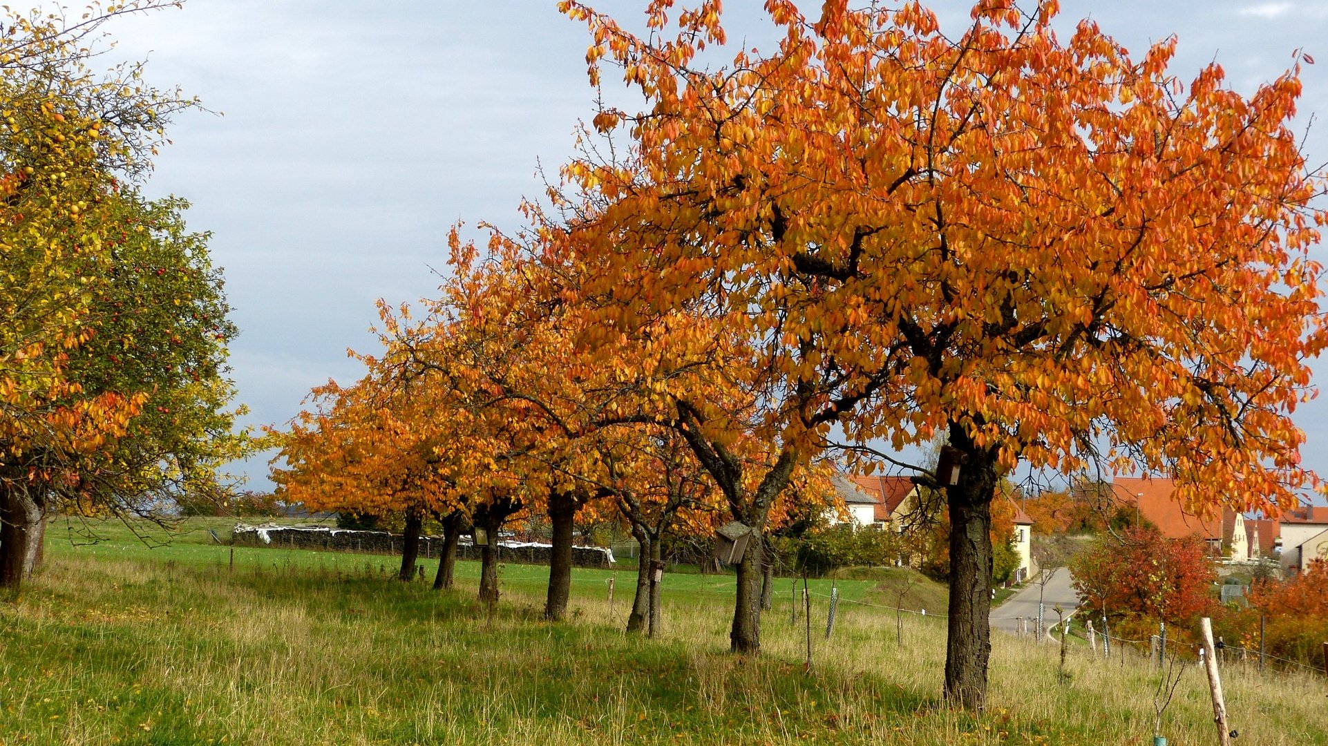 Herbstfarben 7