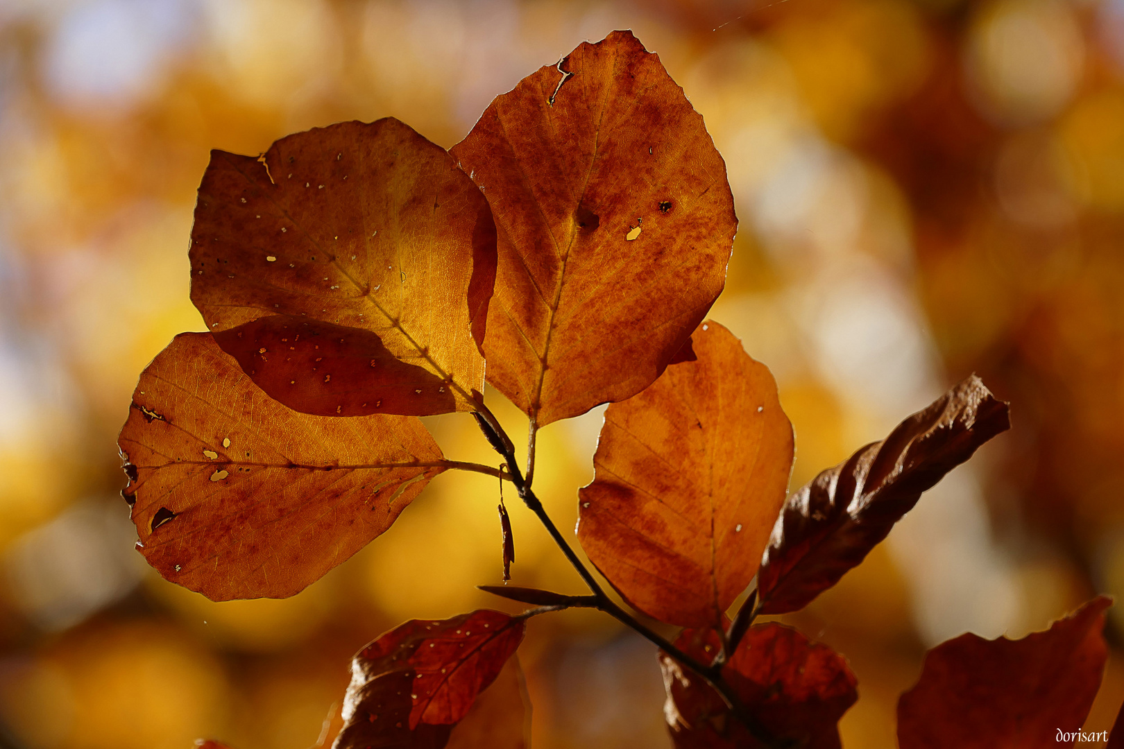 Herbstfarben