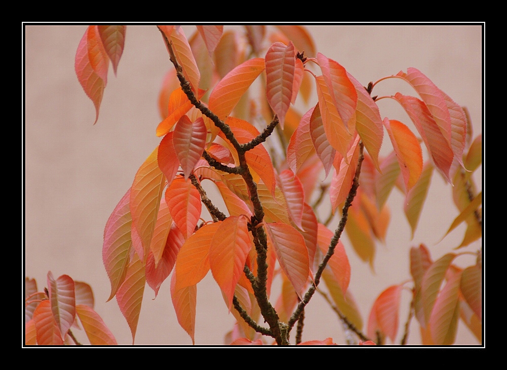 herbstfarben