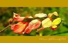 Herbstfarben