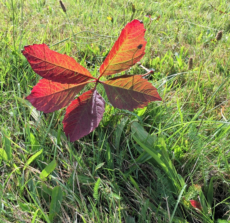 Herbstfarben