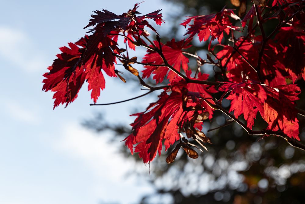 Herbstfarben