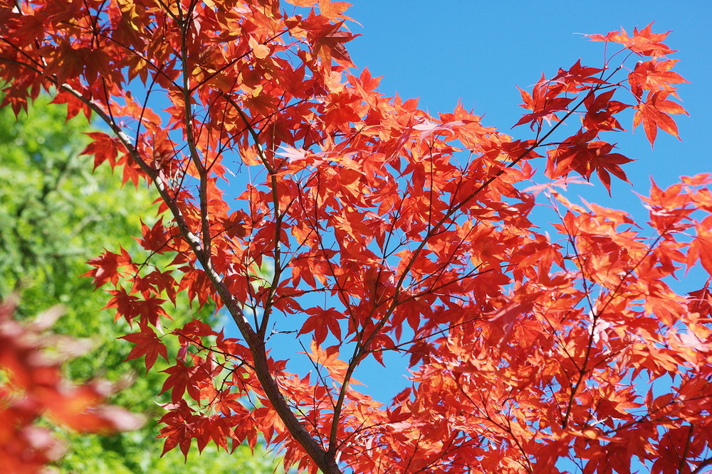 Herbstfarben