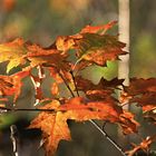 Herbstfarben