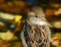 Herbstfarben