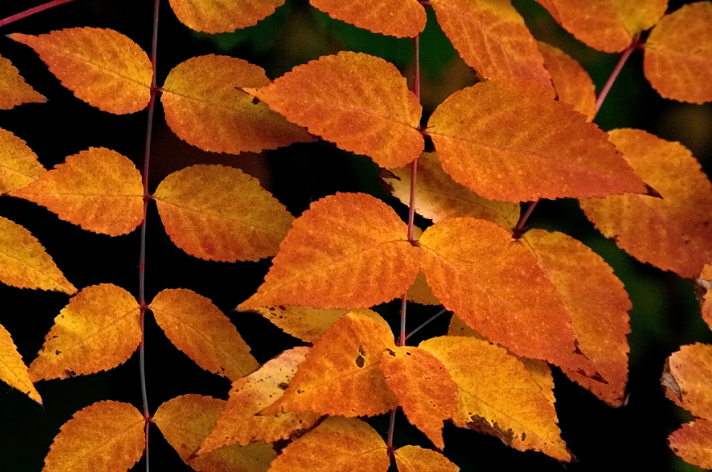 Herbstfarben