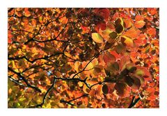Herbstfarben...