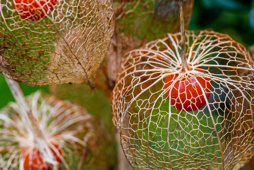 Herbstfarben