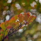 Herbstfarben