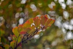 Herbstfarben