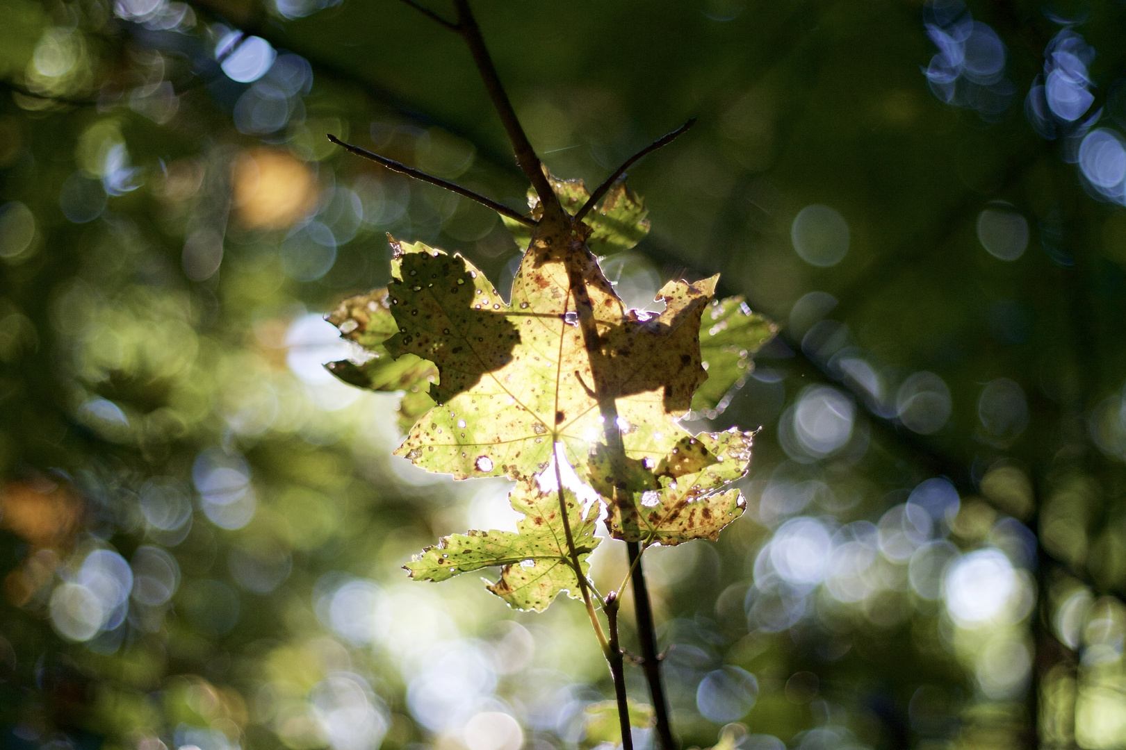 Herbstfarben