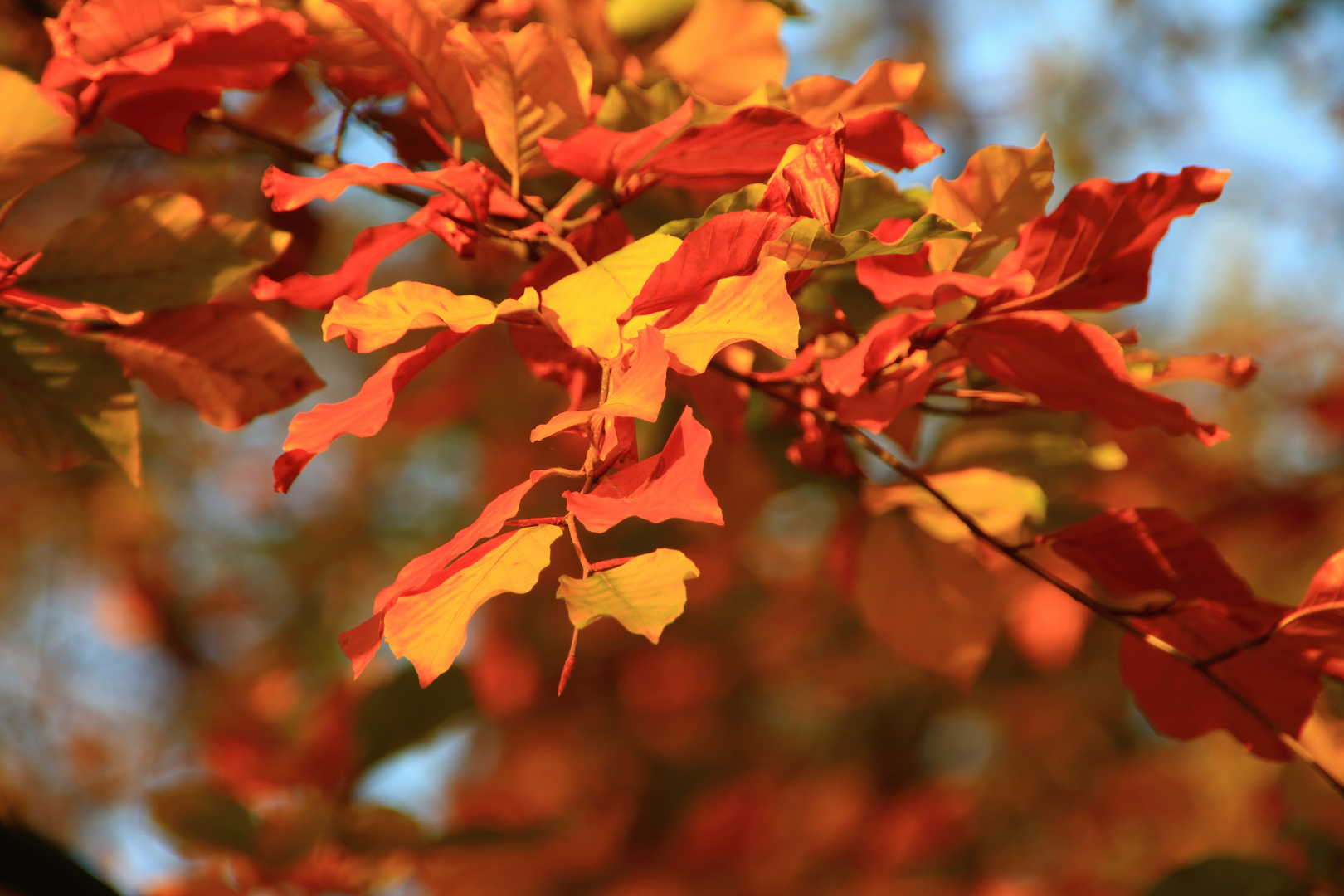 Herbstfarben Foto & Bild jahreszeiten, herbst, natur Bilder auf