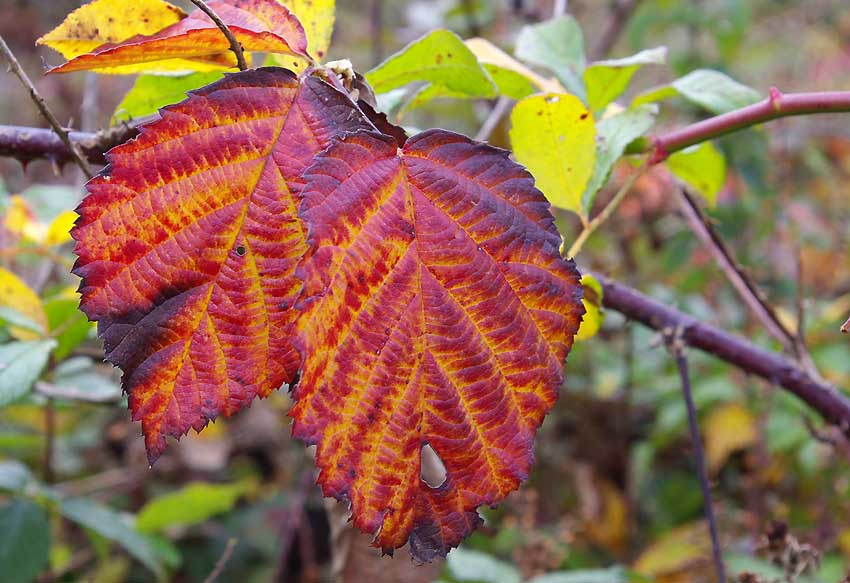 Herbstfarben