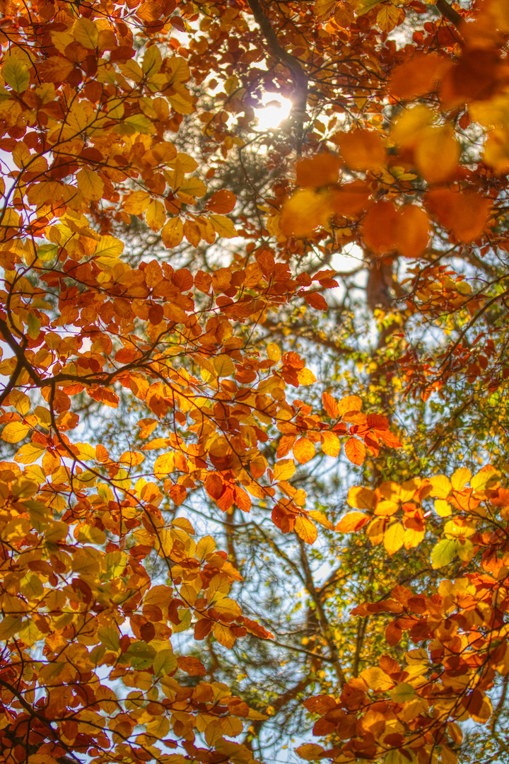 Herbstfarben