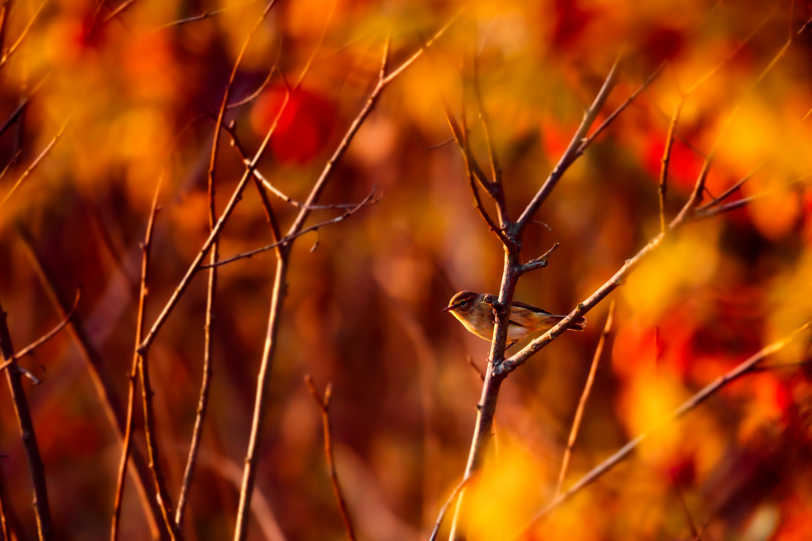 Herbstfarben