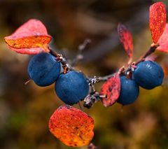 Herbstfarben